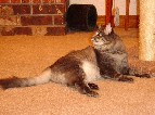 Grey Mackerel Maine Coon Tabby cat
