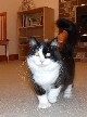 Hannah Polydactyl Tuxedo Cat