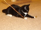 Tuxedo kitten picture